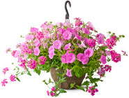 Hanging Basket Hanging Basket